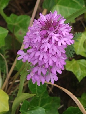 photo of Pyramidal Orchid