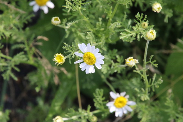 photo of Stinking Chamomile