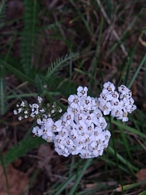 photo of Yarrow