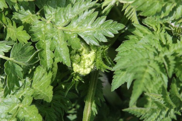 photo of Cow Parsley