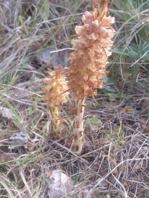 photo of Knapweed Broomrape