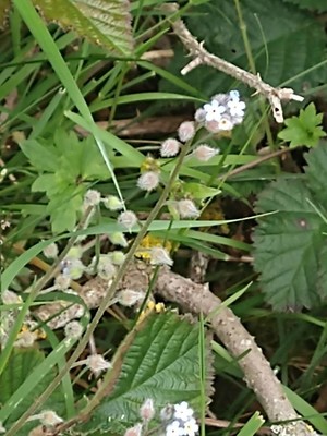 photo of Field Forget Me Not