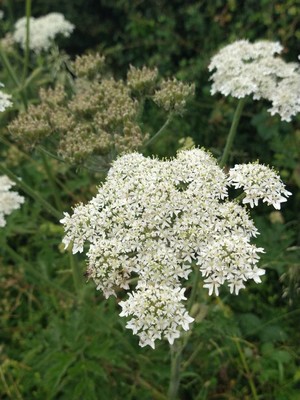 photo of Hogweed