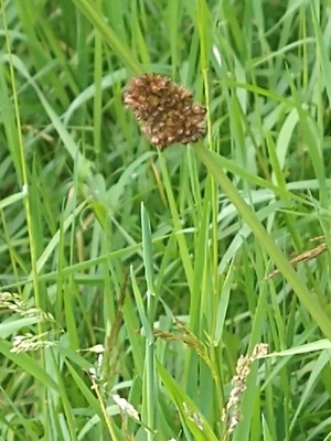 photo of Compact Rush