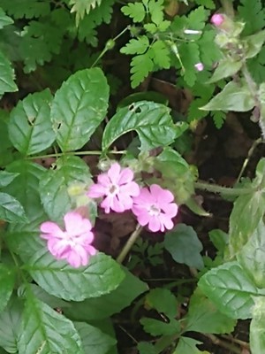 photo of Red Campion