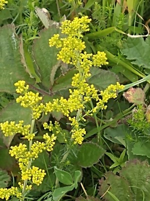 photo of Lady's Bedstraw