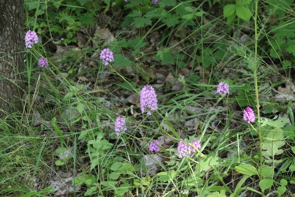photo of Pyramidal Orchid