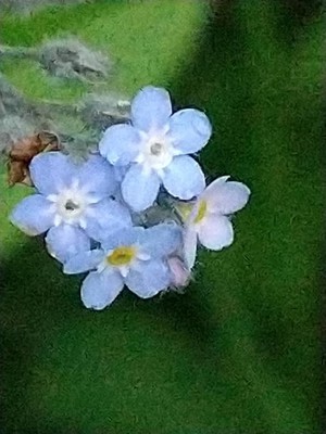 photo of Field Forget Me Not