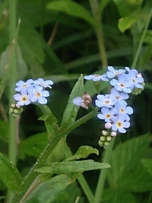 photo of Water Forget Me Not