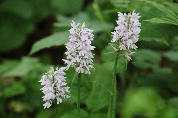 photo of Common Spotted Orchid