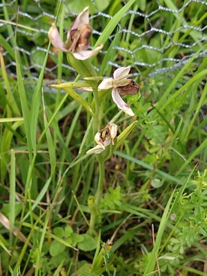 photo of Bee Orchid