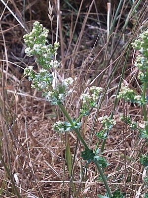 photo of Heath Bedstraw