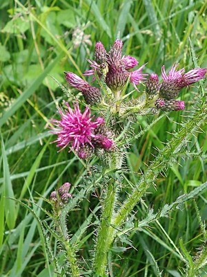 photo of Marsh Thistle