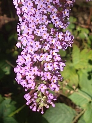 photo of Butterfly Bush