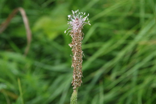 photo of Ribwort Plantain