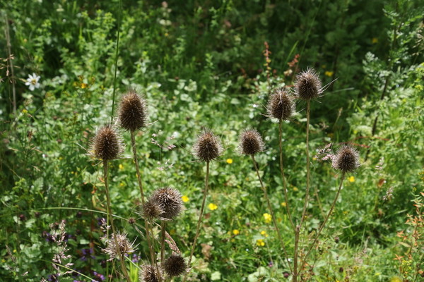 photo of Teasel