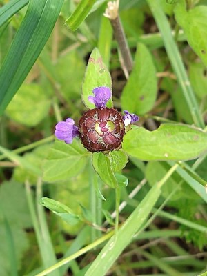 photo of Selfheal