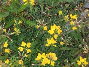 photo of Bird's Foot Trefoil