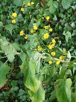 photo of Nipplewort