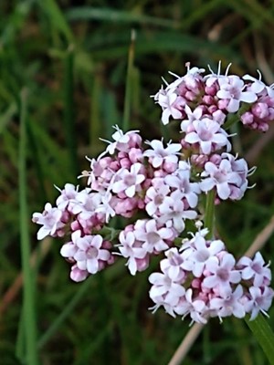 photo of Marsh Valerian