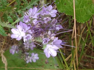 photo of Phacelia
