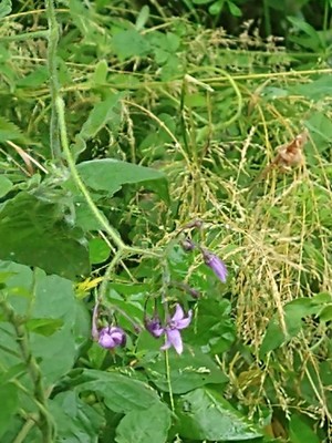 photo of Bittersweet