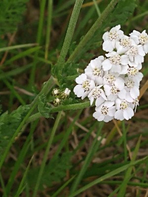 photo of Yarrow