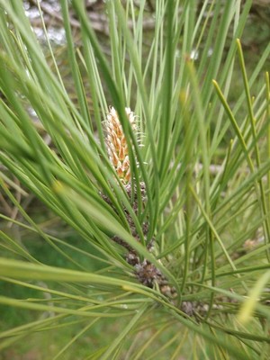 photo of Japanese Black Pine
