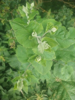 photo of Lesser Burdock