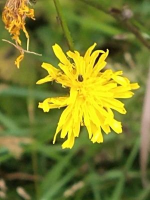 photo of Rough Hawk's Beard