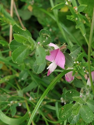 photo of Spiny Restharrow