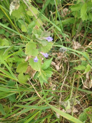 photo of Ground Ivy