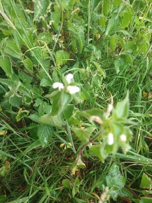 photo of White Dead Nettle
