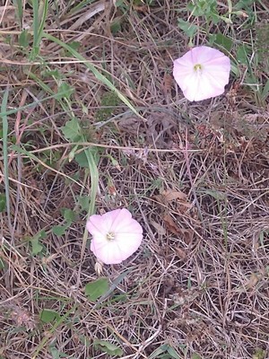 photo of Field Bindweed