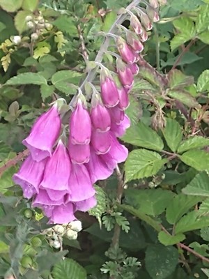 photo of Foxglove