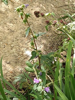 photo of Nettle Leaved Bellflower