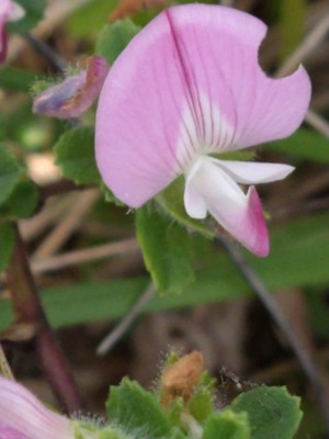 photo of Spiny Restharrow