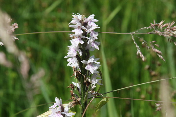 photo of Common Spotted Orchid