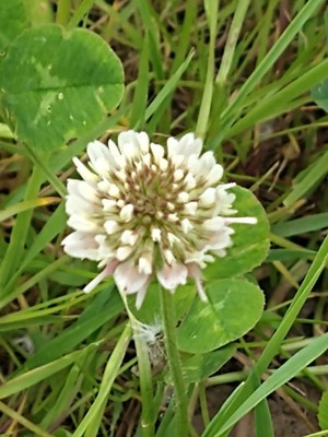 photo of White Clover