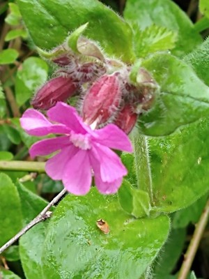 photo of Red Campion