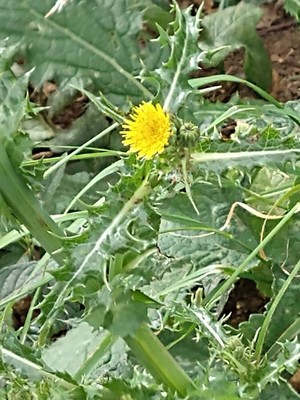 photo of Prickly Sow Thistle