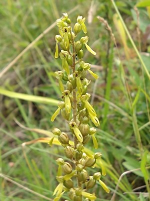 photo of Common Twayblade