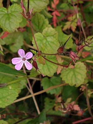 photo of Herb Robert