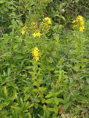 photo of Hairy St John's Wort