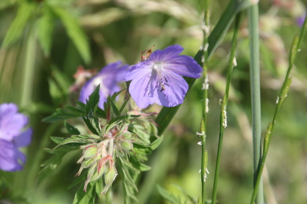 photo of Meadow Crane's Bill