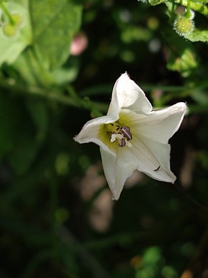 photo of Field Bindweed