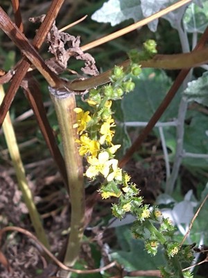 photo of Agrimony