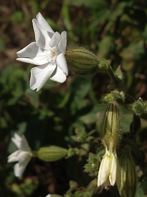 photo of White Campion