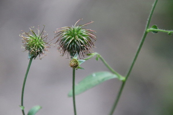 photo of Wood Avens