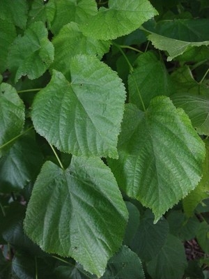 photo of Large Leaved Lime